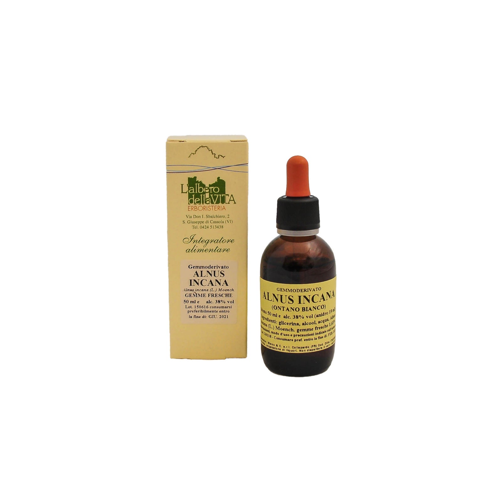 ALNUS INCANA